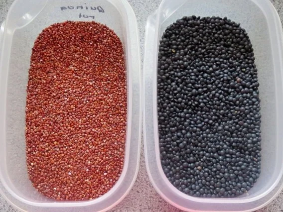 Zwischensnack: Schwarze Linsen - Quinoa - Muffins - Rezept - Bild Nr. 2