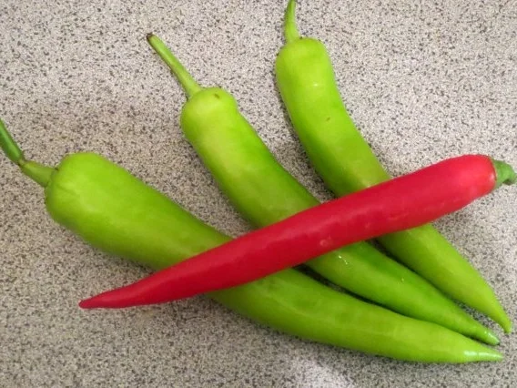 Auflauf: Nudeln mit Spitzpaprika - Rezept - Bild Nr. 3