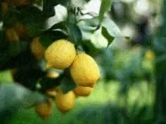 Rezept: feincremige Zitronenmarmelade Bild Nr. 2 feincremige Zitronenmarmelade - Rezept - Bild Nr. 2