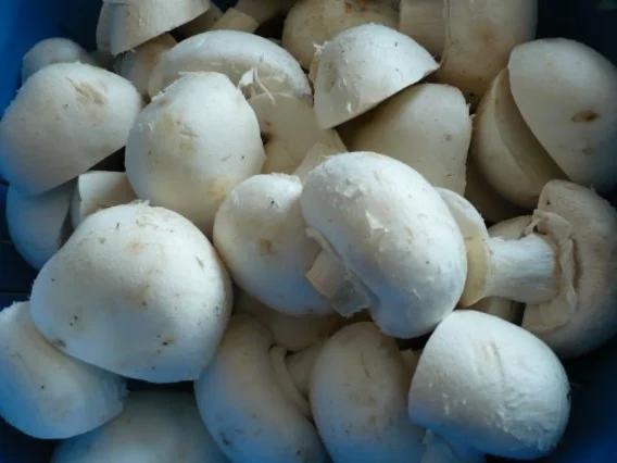 Rezept: Champignontopf Bild Nr. 6 Champignontopf - Rezept - Bild Nr. 6