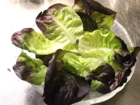 Rezept: Roter Kopfsalat an französischer Sauce für Gäste Bild Nr. 4 Roter Kopfsalat an französischer Sauce für Gäste - Rezept - Bild Nr. 4