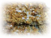 Nuss-Streuselteilchen - Rezept