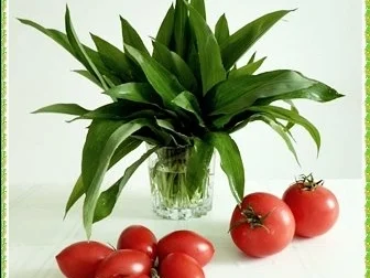 Rezept: „Tulpen Strauß“ mit Bärlauchsauce als Frühlingsanfangs-Begrüßung Bild Nr. 5 „Tulpen Strauß“ mit Bärlauchsauce als Frühlingsanfangs-Begrüßung - Rezept - Bild Nr. 5