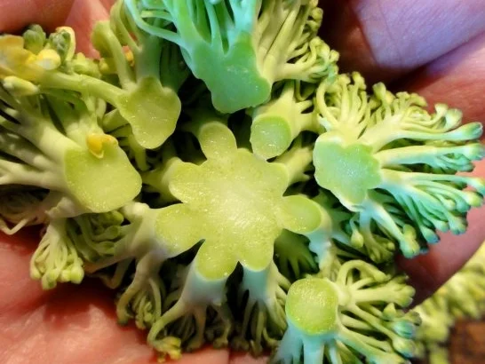 Suppe:   BROCCOLI - SAHNE- SÜPPCHEN - Rezept - Bild Nr. 3