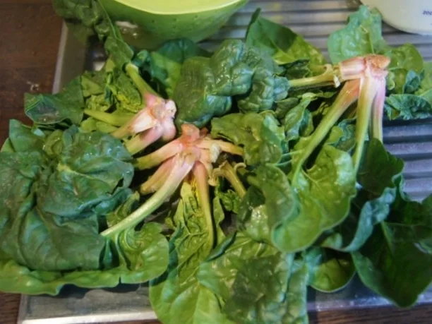 Omelett mit frischen Blattspinat - Rezept - Bild Nr. 2