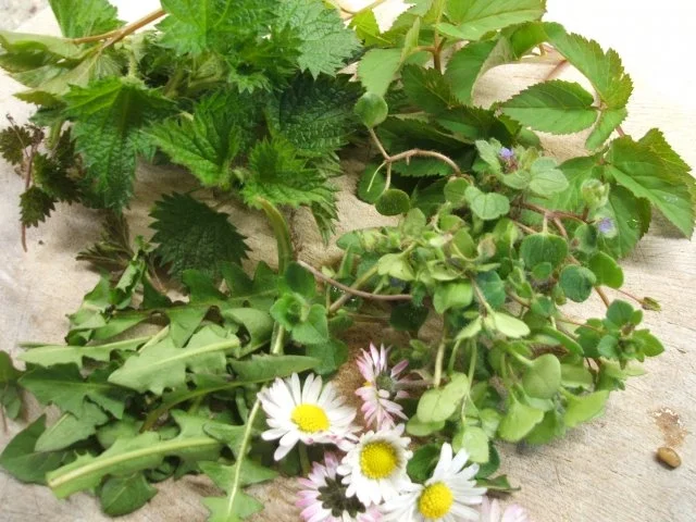 Vorrat: Wildkräuterbutter - Rezept - Bild Nr. 2