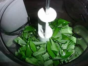 Bärlauch - Rucola Pesto - Rezept