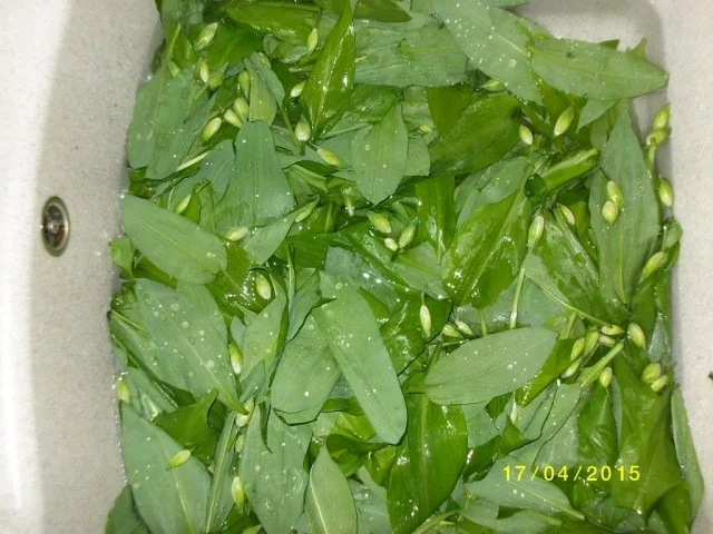 Rezept: Bärlauchsalz Bild Nr. 2 Bärlauchsalz - Rezept - Bild Nr. 2