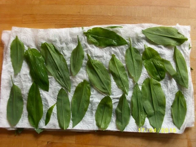 Rezept: Bärlauchsalz Bild Nr. 3 Bärlauchsalz - Rezept - Bild Nr. 3