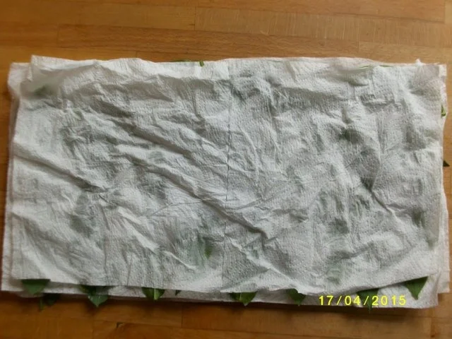 Rezept: Bärlauchsalz Bild Nr. 4 Bärlauchsalz - Rezept - Bild Nr. 4