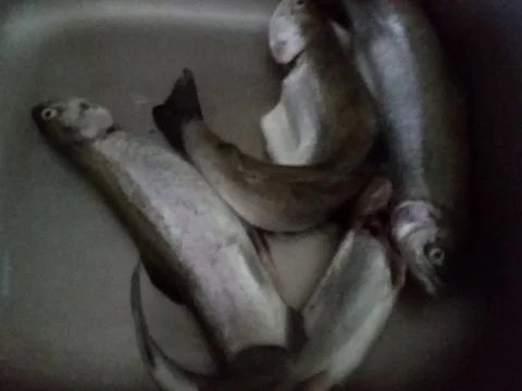 Rezept: Fisch : Leon's Forelle Müllerin Bild Nr. 2 Fisch : Leon's Forelle Müllerin - Rezept - Bild Nr. 2