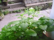 Zitronenmelissen Tee - Rezept