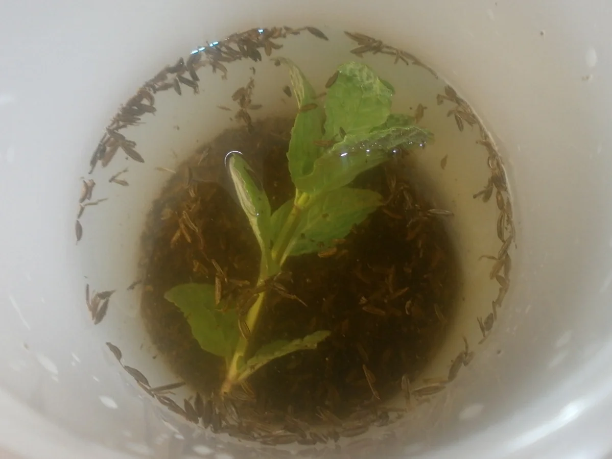  Kümmellikör - Rezept - Bild Nr. 74