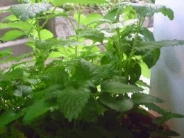 Zitronenmelissen Gelee - Rezept