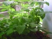 Zitronenmelissen Gelee - Rezept