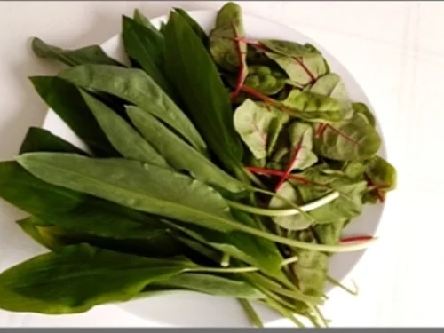 Rezept: Cremige Bärlauch -Mangold-Suppe Bild Nr. 100 Cremige Bärlauch -Mangold-Suppe - Rezept - Bild Nr. 100