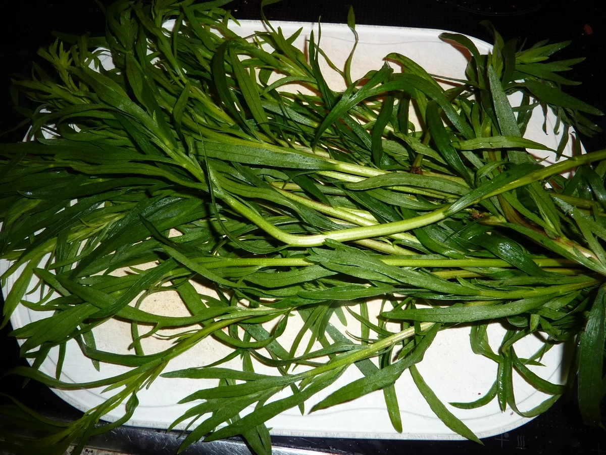 Rezept: Vorrat: Estragon getrocknet Bild Nr. 33 Vorrat: Estragon getrocknet - Rezept - Bild Nr. 33