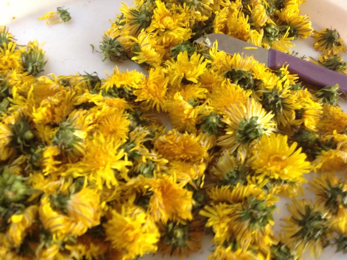 Löwenzahnlikör - Rezept - Bild Nr. 13