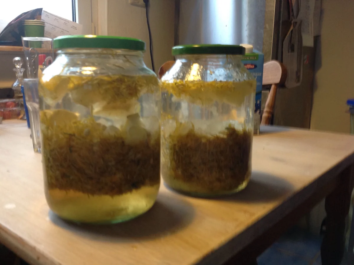 Löwenzahnlikör - Rezept - Bild Nr. 18