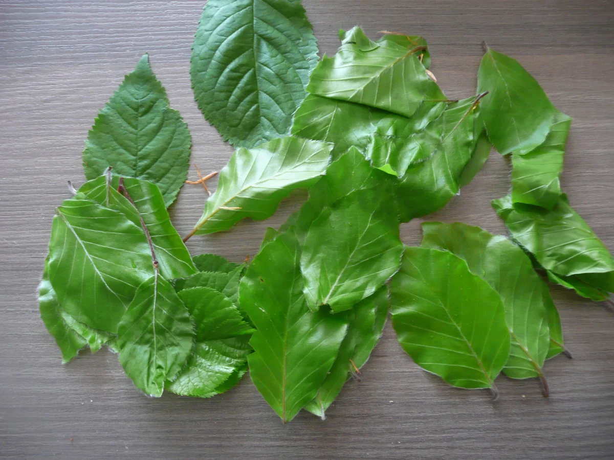 Junge Buchenblätter in einen Frühlingssalat mischen. - Rezept - Bild Nr. 25