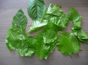 Junge Buchenblätter in einen Frühlingssalat mischen. - Rezept - Bild Nr. 25