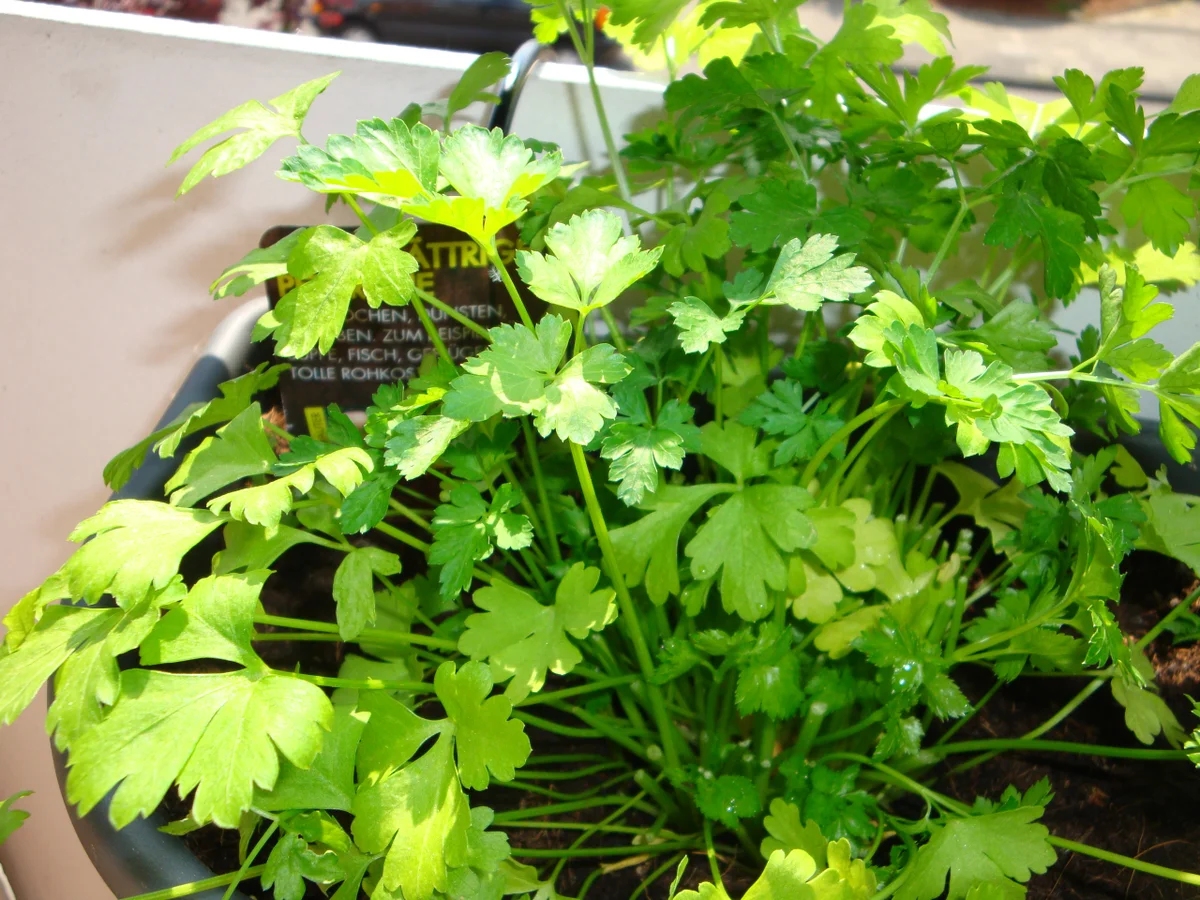 Aubergine gegrillt und eingelegt - Rezept - Bild Nr. 28