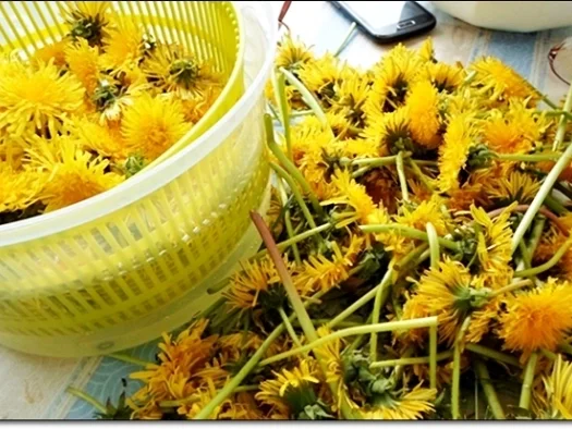 Rezept: Löwenzahnblüten – Likör Bild Nr. 16 Löwenzahnblüten – Likör - Rezept - Bild Nr. 16