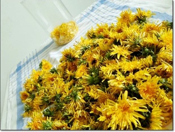 Rezept: Löwenzahnblüten – Likör Bild Nr. 23 Löwenzahnblüten – Likör - Rezept - Bild Nr. 23