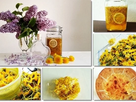 Rezept: Löwenzahnblüten – Likör Bild Nr. 29 Löwenzahnblüten – Likör - Rezept - Bild Nr. 29