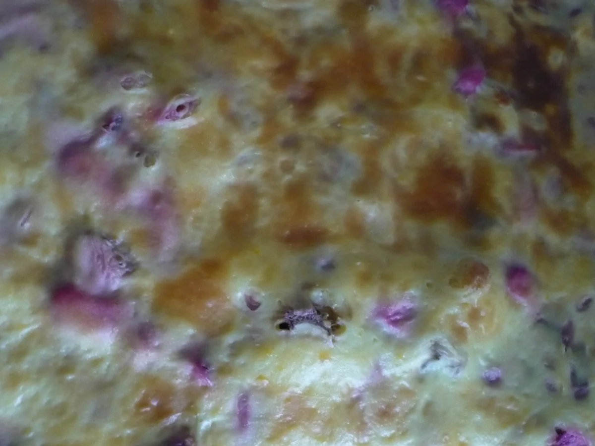 Rhabarberkuchen mit Vanille - Schmand - Guss - Rezept - Bild Nr. 28