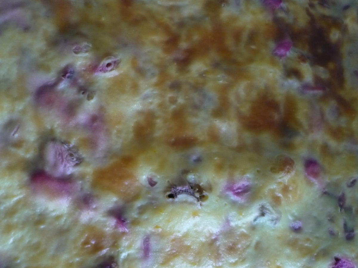 Rhabarberkuchen mit Vanille Schmand Guss - einfach - von rollimops Rhabarberkuchen mit Vanille Schmand Guss - einfach - von rollimops