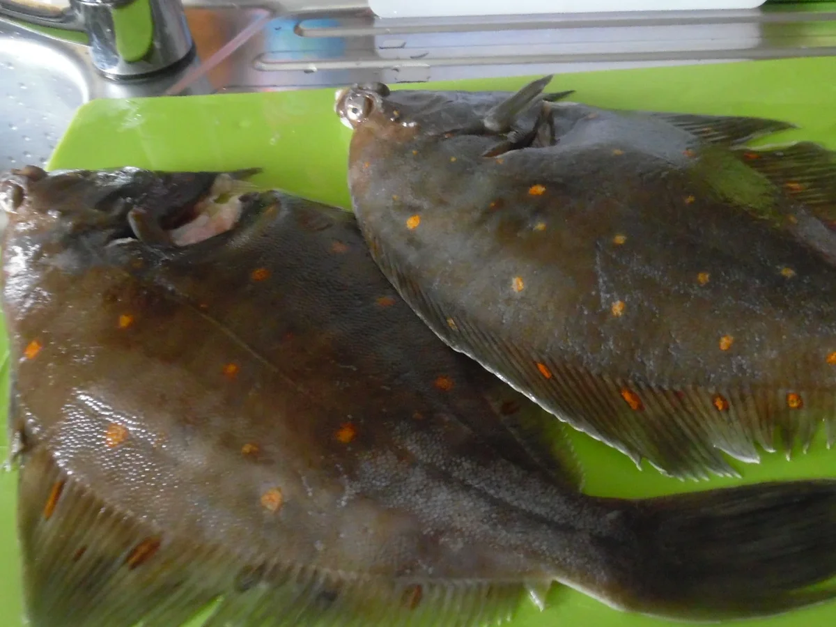 Maischolle "Finkenwerder Art" - Rezept - Bild Nr. 54