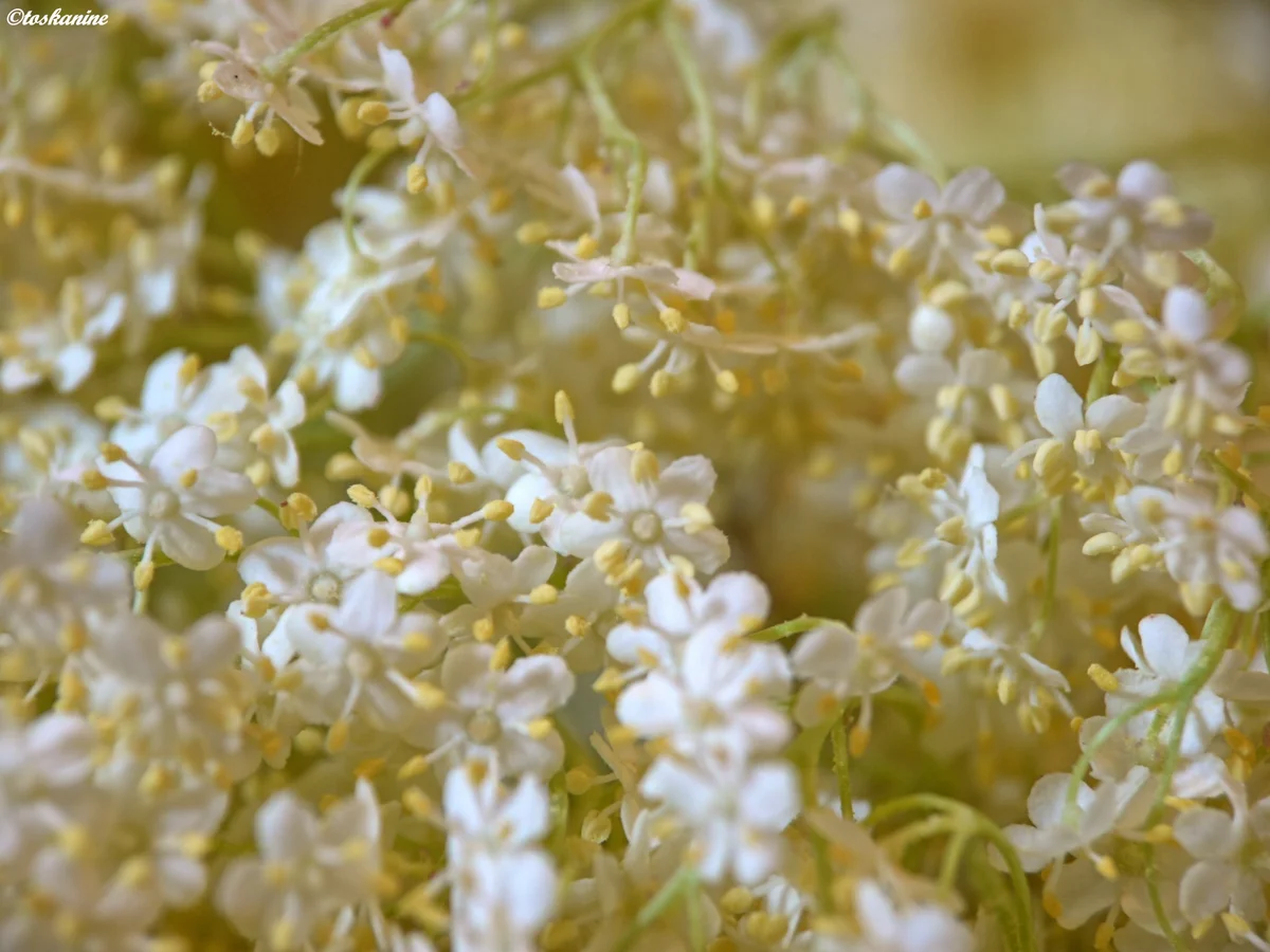 Holunderblütensirup - Rezept - Bild Nr. 189