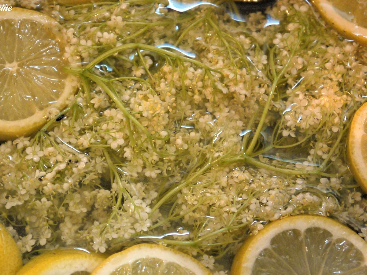 Holunderblütensirup - Rezept - Bild Nr. 191