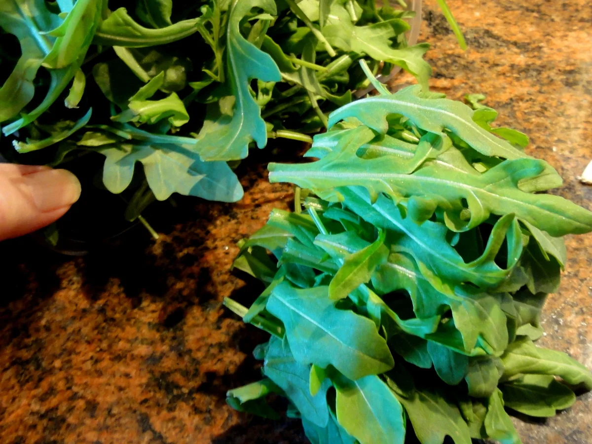 Rezept: Salatbar: KRITHARAKI (griechische Reisnudel) Bild Nr. 234 Salatbar: KRITHARAKI (griechische Reisnudel) - Rezept - Bild Nr. 234