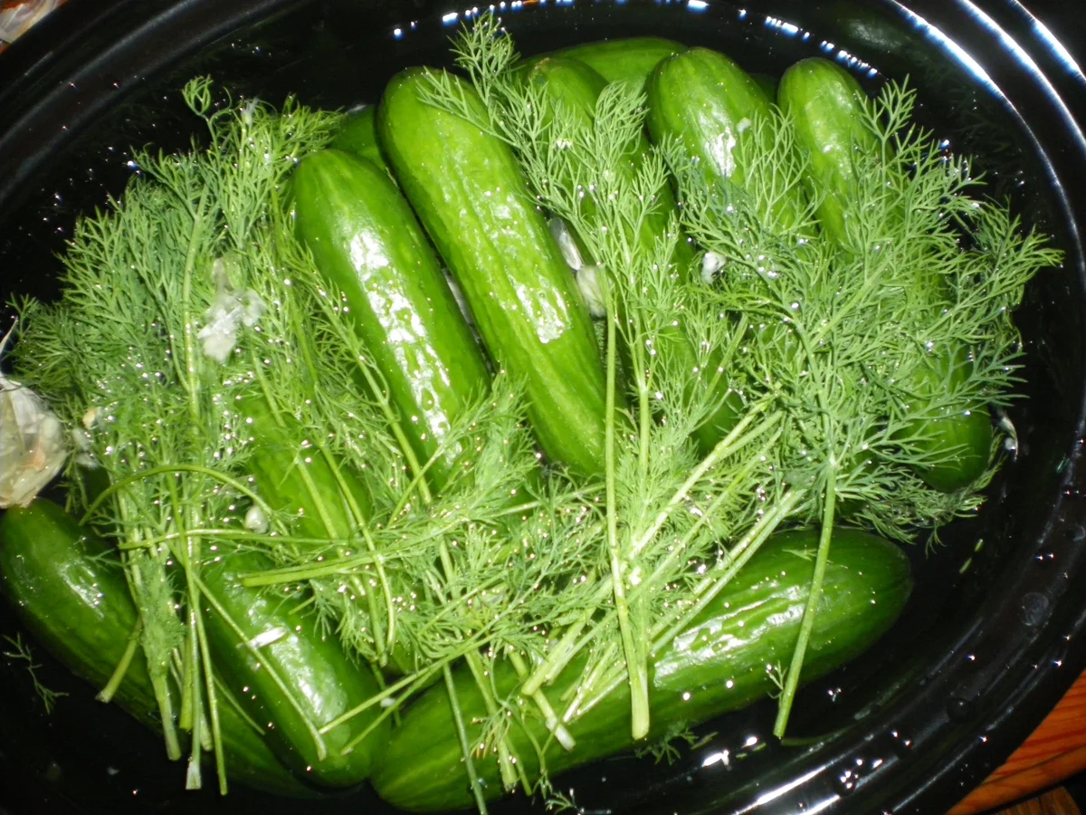 Rezept: jüdische dillgurken Bild Nr. 234 jüdische dillgurken - Rezept - Bild Nr. 234