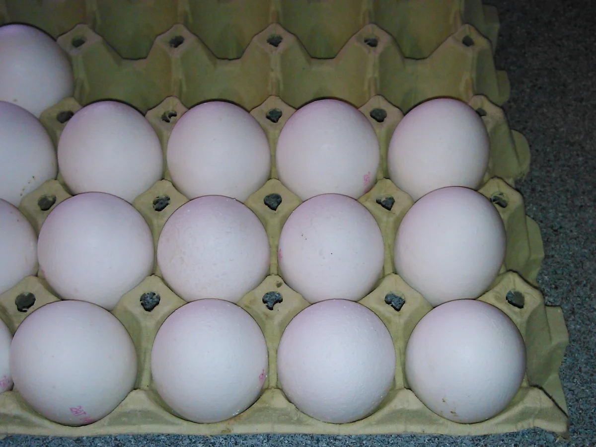 scharfer Eierlikör - Rezept - Bild Nr. 344