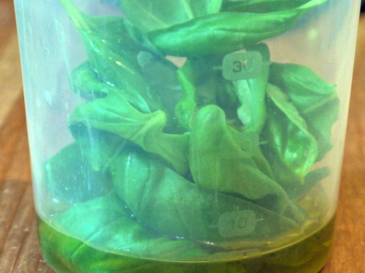 Rezept: Erdbeergazpacho Bild Nr. 446 Erdbeergazpacho - Rezept - Bild Nr. 446