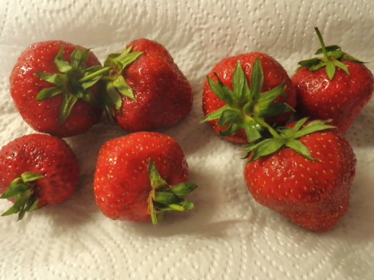 Erdbeerknödel ... - Rezept - Bild Nr. 482