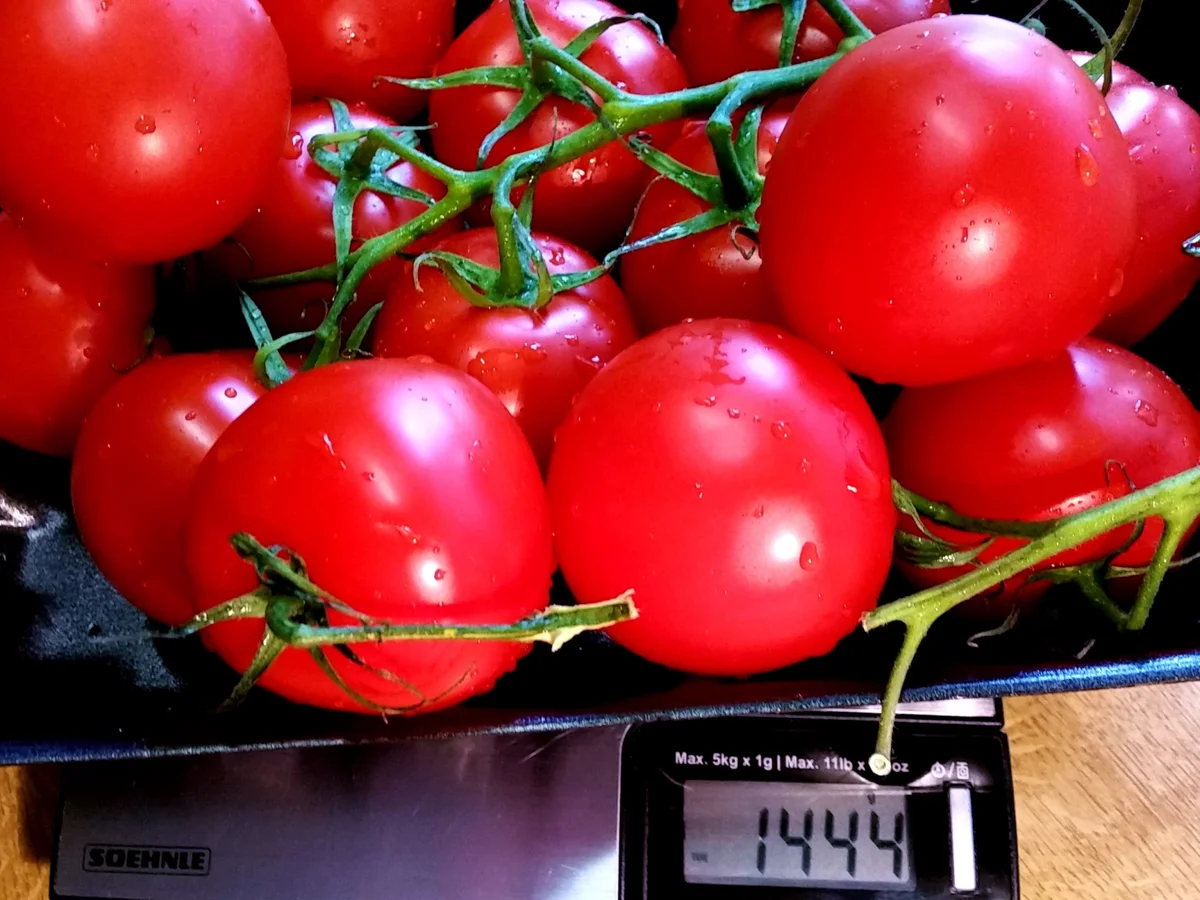 Tomaten-Cremesuppe ... - Rezept - Bild Nr. 519