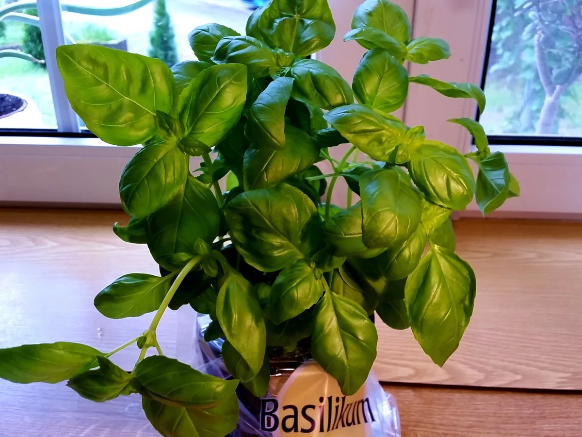 Tomaten-Cremesuppe ... - Rezept - Bild Nr. 524