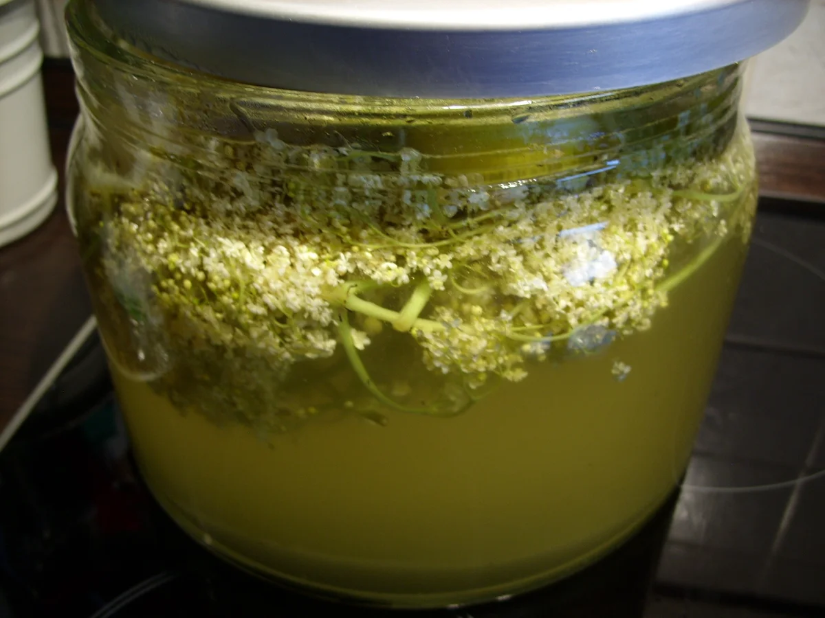 Holunderblütensirup 2015 - Rezept - Bild Nr. 519