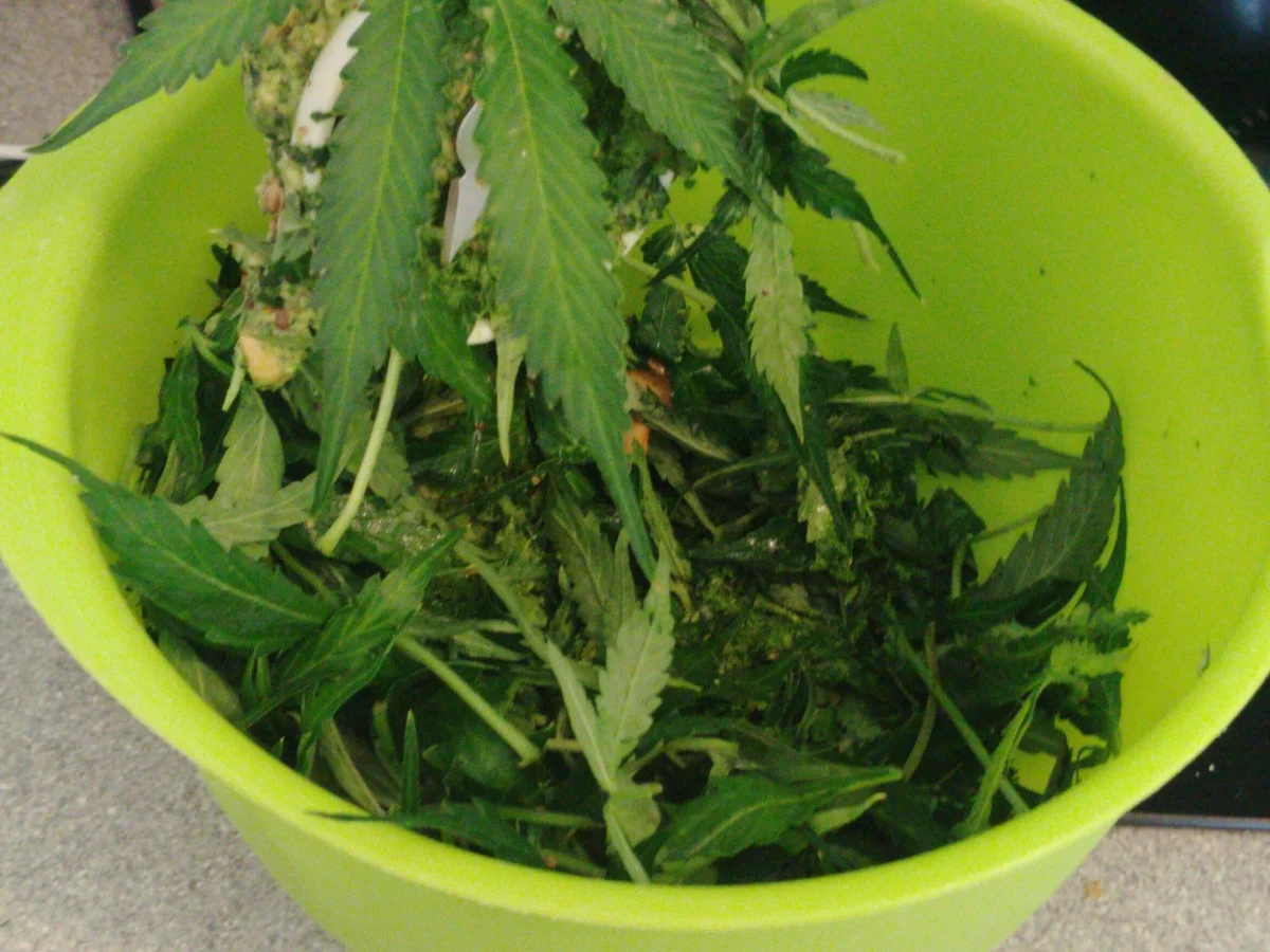 Rezept: Hanf-Pesto Bild Nr. 102 Hanf-Pesto - Rezept - Bild Nr. 102