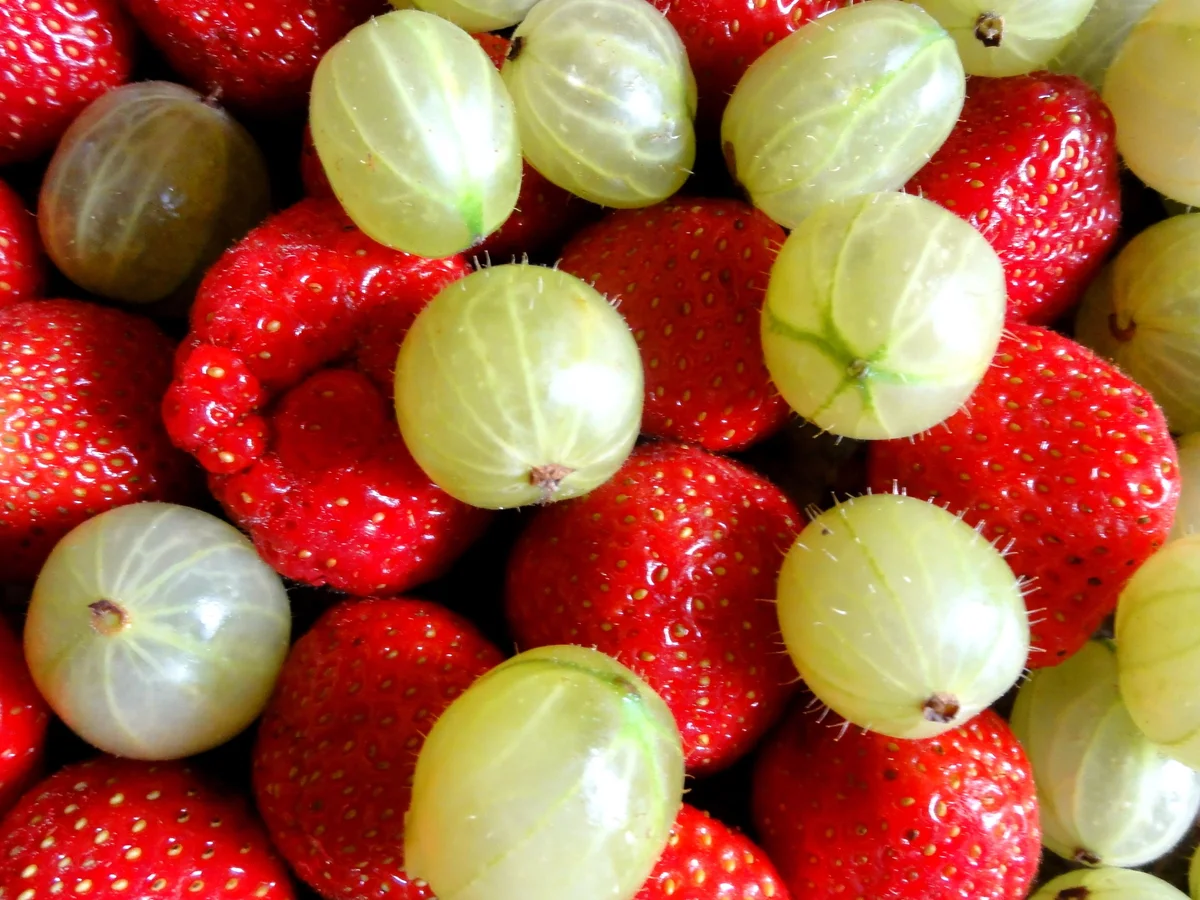 M+G:   ERBEER/STACHELBEER - Fruchtaufstrich - Rezept - Bild Nr. 120