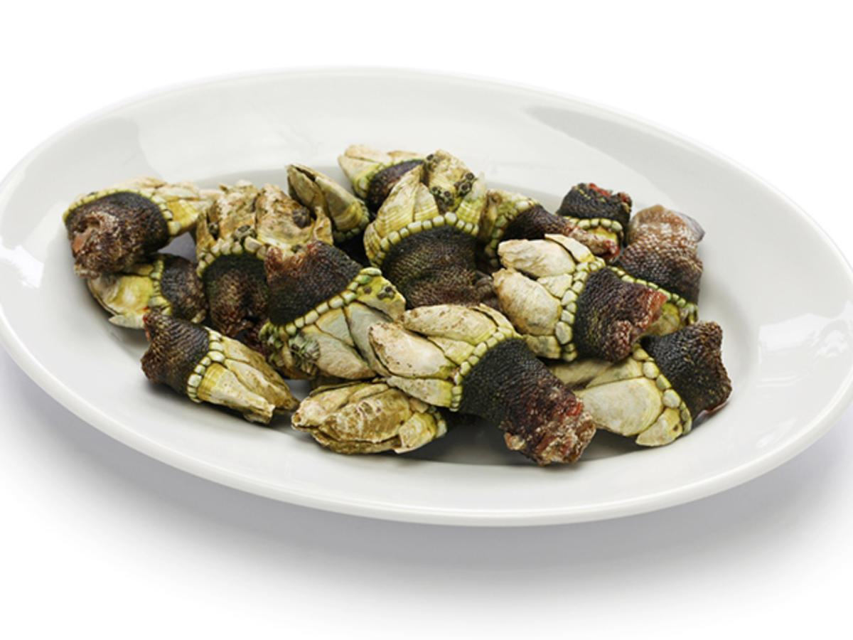 Entenmuschel (Percebes), exclusive mediterane Delikatesse - Rezept - Bild Nr. 2