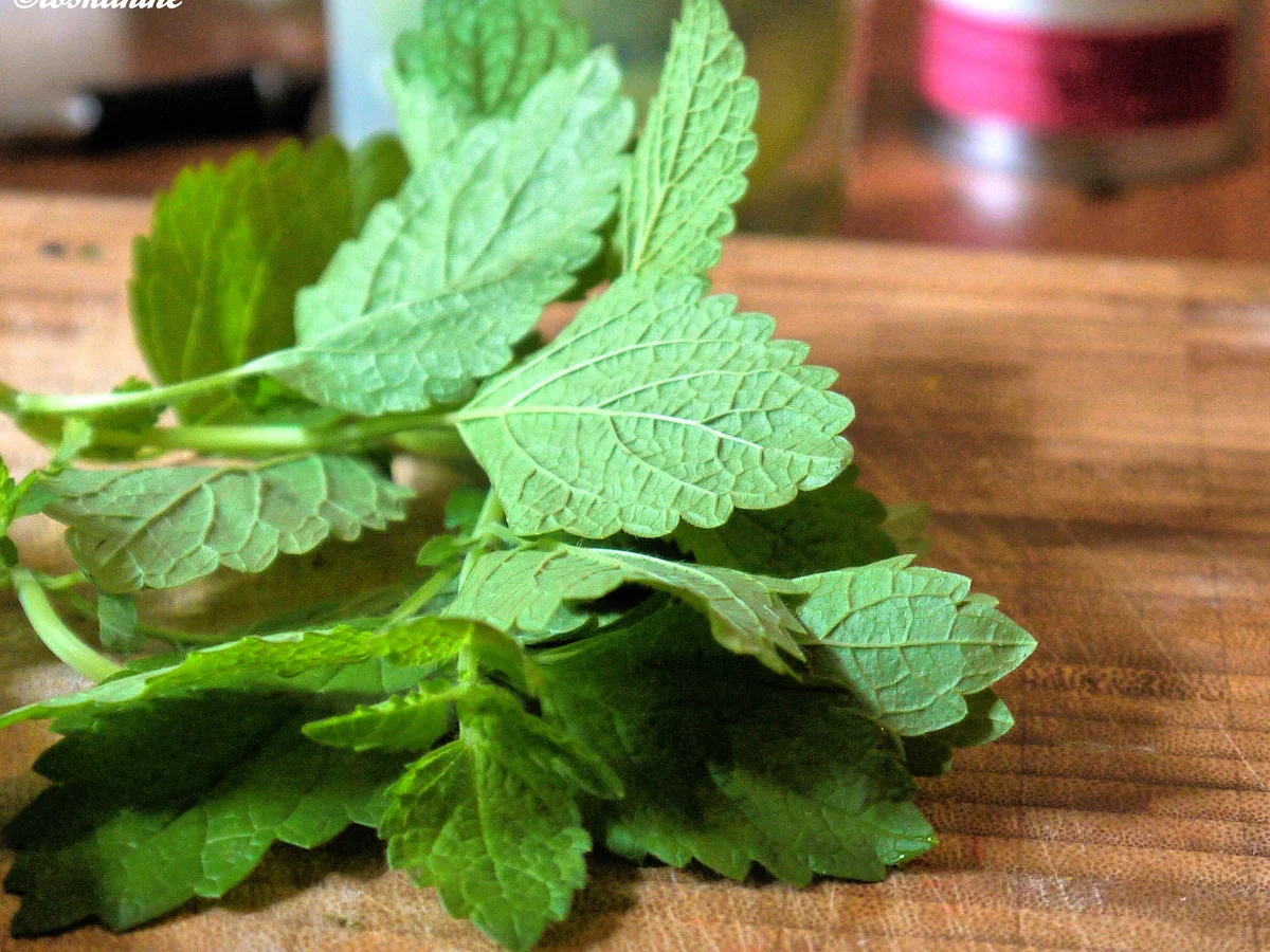Rezept: Avocado-Ricotto-Creme mit Zitronenmelisse und marinierte Erdbeeren Bild Nr. 178 Avocado-Ricotto-Creme mit Zitronenmelisse und marinierte Erdbeeren - Rezept - Bild Nr. 178