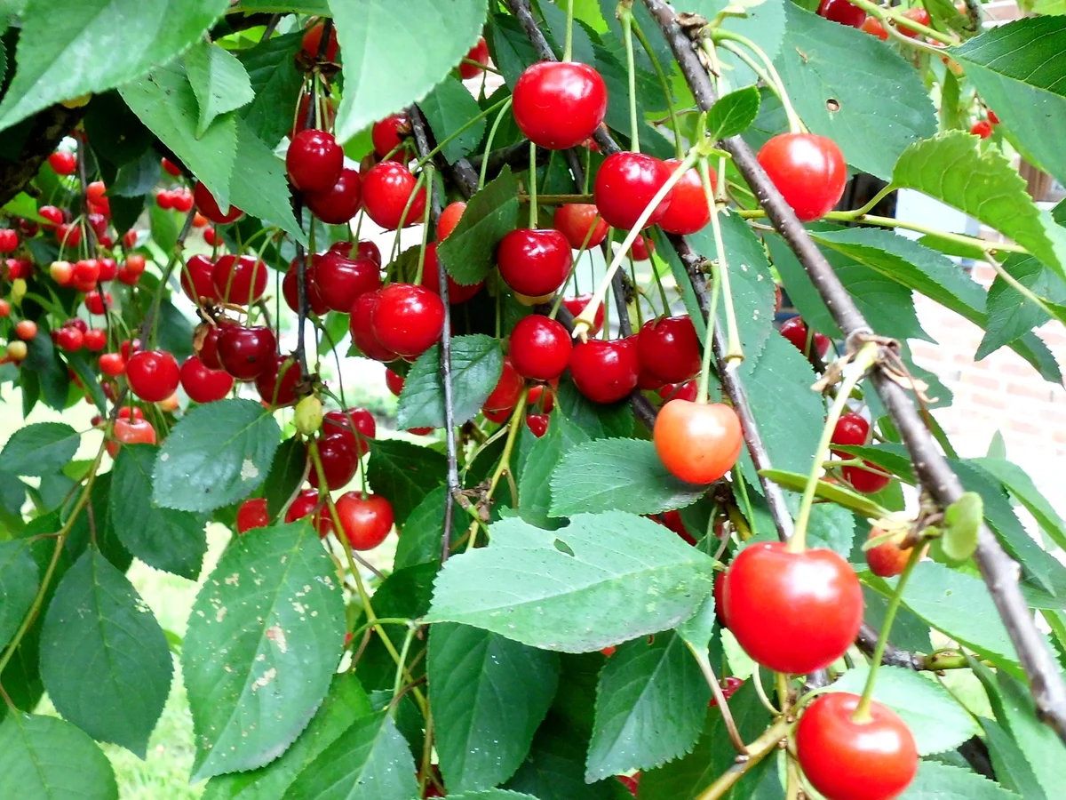 sauerkirsch-puddingkuchen vom blech - Rezept - Bild Nr. 182