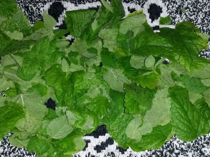 Rezept: Zitronenmelissenpesto Bild Nr. 220 Zitronenmelissenpesto - Rezept - Bild Nr. 220