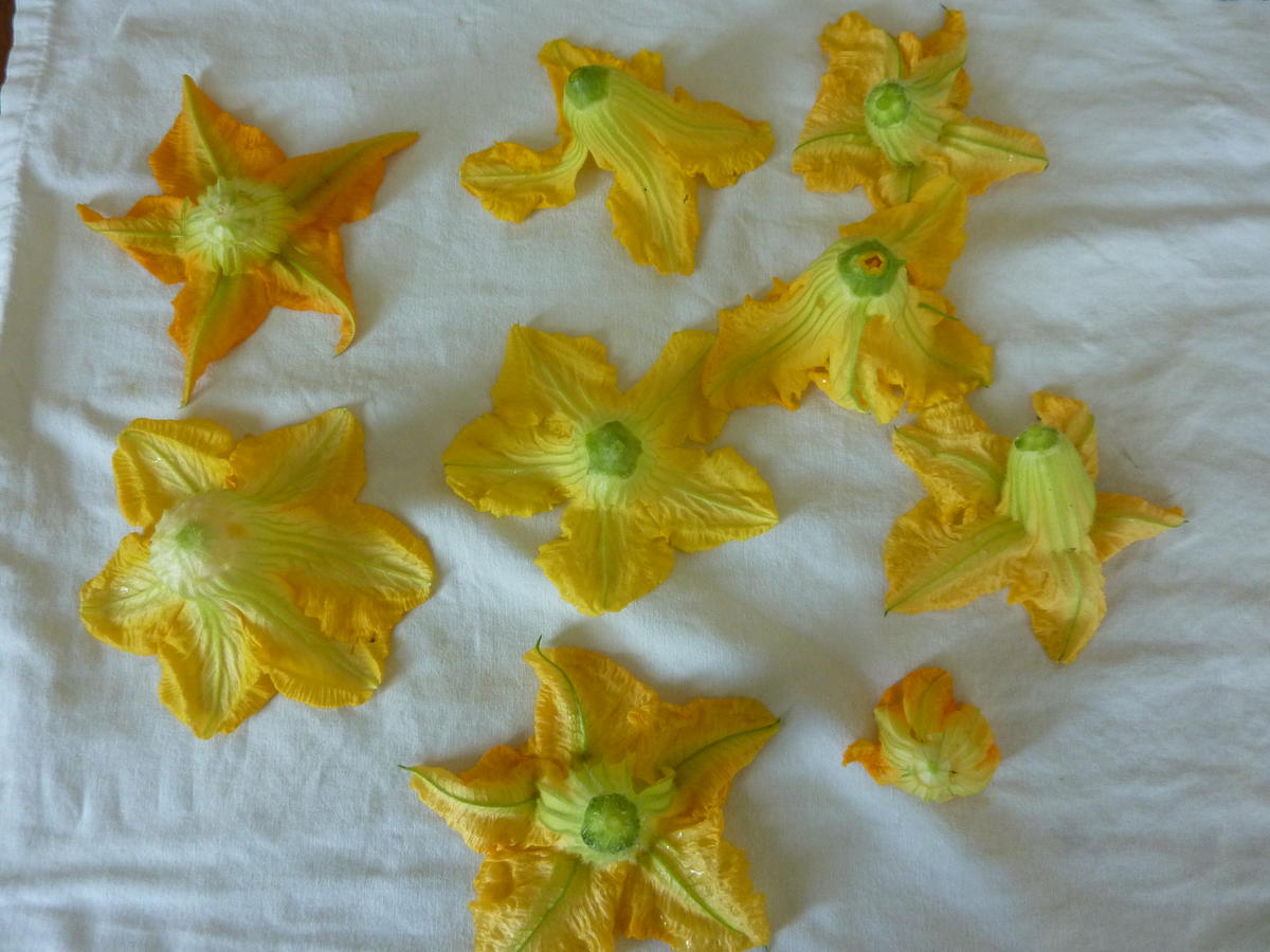 Fritelle di fiori di zucca---Kürbisblumen Krapfen - Rezept - Bild Nr. 305
