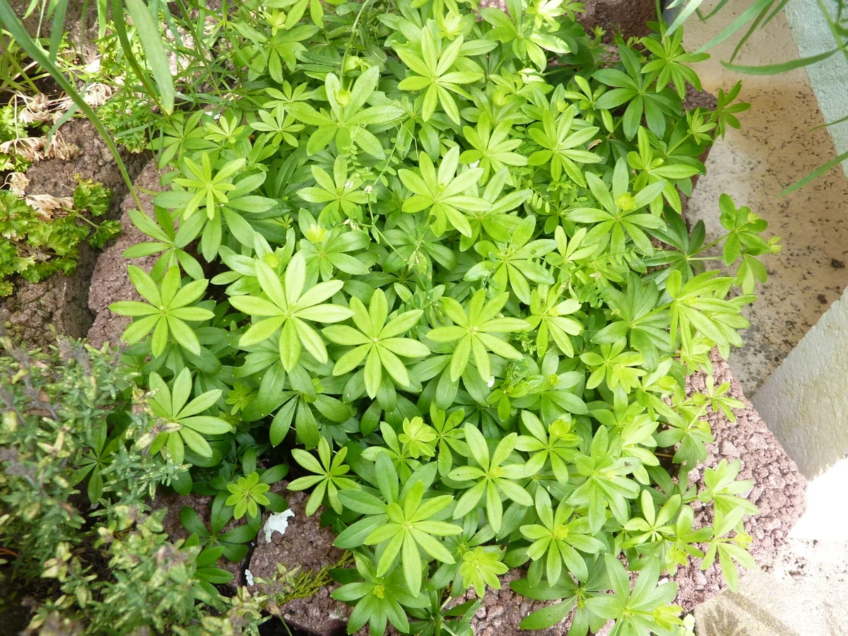 Rezept: Marmelade: Erdbeer-Waldmeister Bild Nr. 330 Marmelade: Erdbeer-Waldmeister - Rezept - Bild Nr. 330